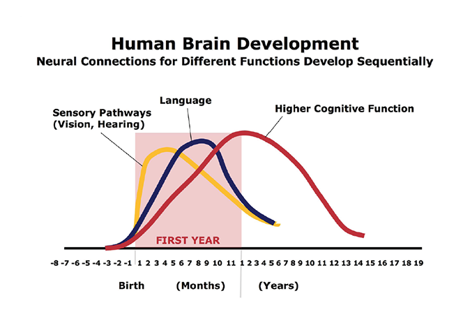 Brain development